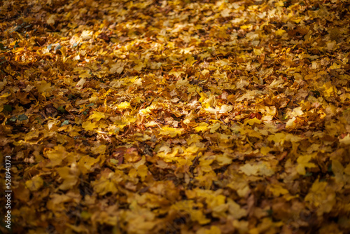 Autumn yellow leaves. Nature backgrounds 