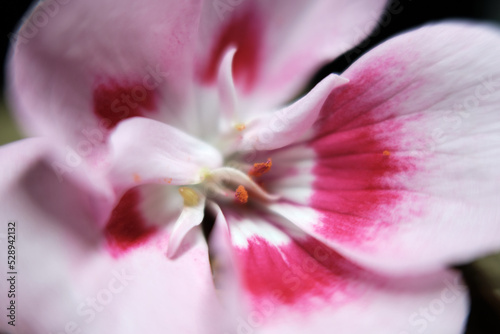 Close-up color petals, macro photography, flower petal pelargonium geranium