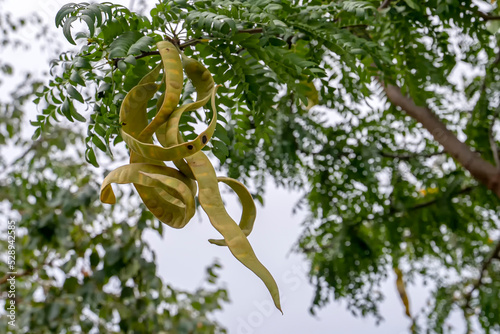 Carob bean(Harnup). Healthy organic sweet carob pods on the tree photo