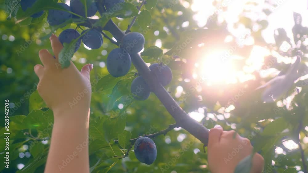 Person harvesting organic plums straight from the tree in the evening light behind