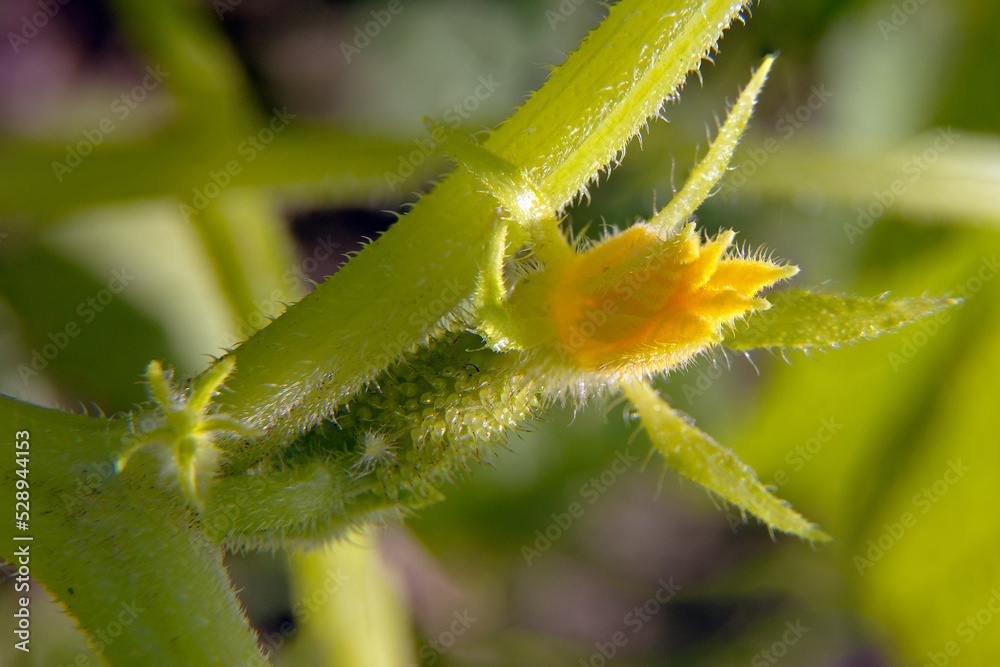 the green cucumber blooms the green cucumber blooms