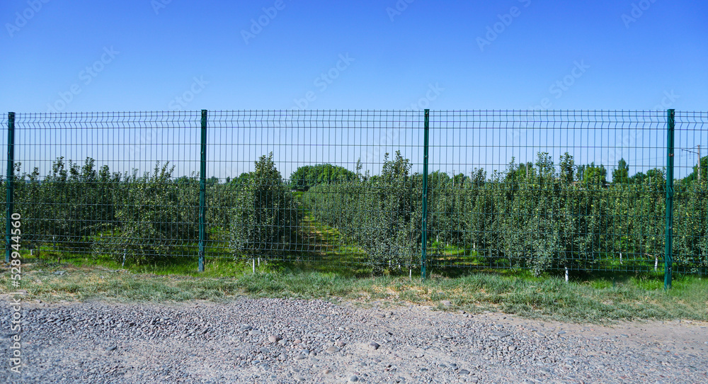 Fototapeta premium A large apple orchard