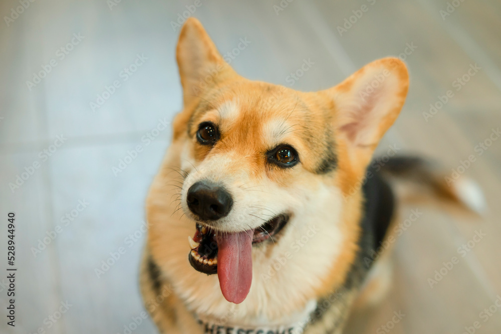 a hungry welsh corgi dog stick out tongue waiting for food a hungry welsh corgi dog stick out tongue waiting for food