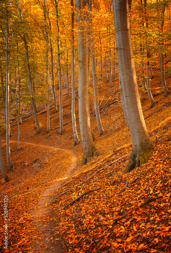 Pathway in the forest at au...
