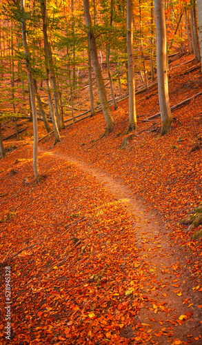 Pathway in the forest at au...