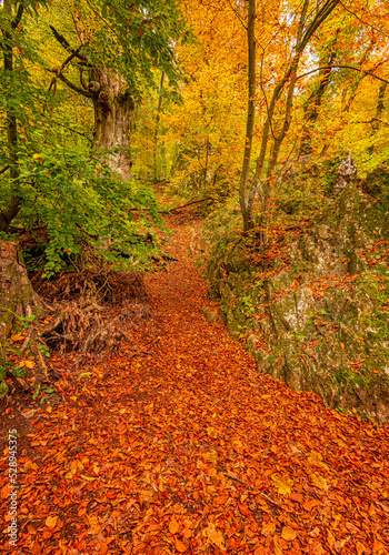 Pathway in the forest at au...