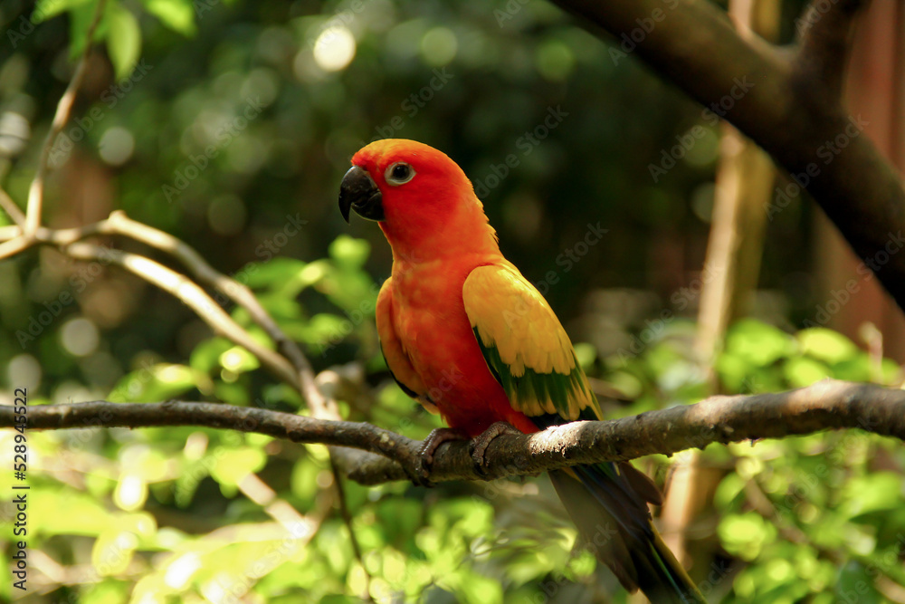 The beauty and iridescent of sun parakeet