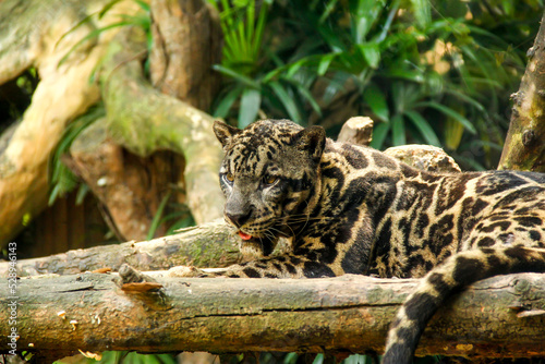 The Sunda clouded leopard lounging on a branch