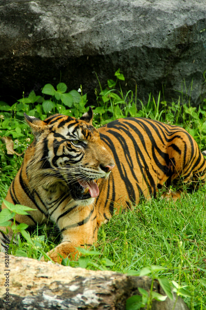 Obraz premium A Sumatran tiger fiercely stares