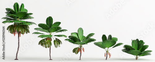 3d illustration of set Licuala grandis tree isolated on white and its mask photo