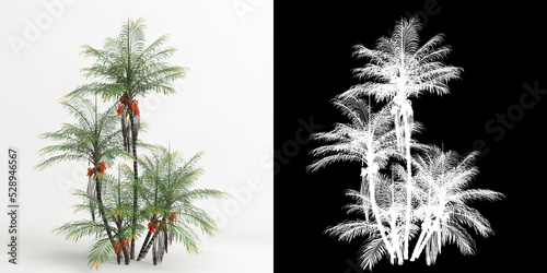 3d illustration of Bactris gasipaes tree isolated on white and its mask photo