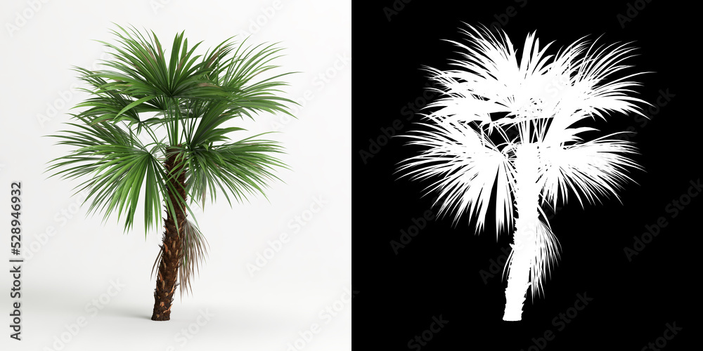 3d illustration of Acoelorrhaphe wrightii tree isolated on white and its mask