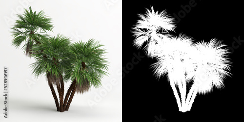 3d illustration of Acoelorrhaphe wrightii tree isolated on white and its mask photo