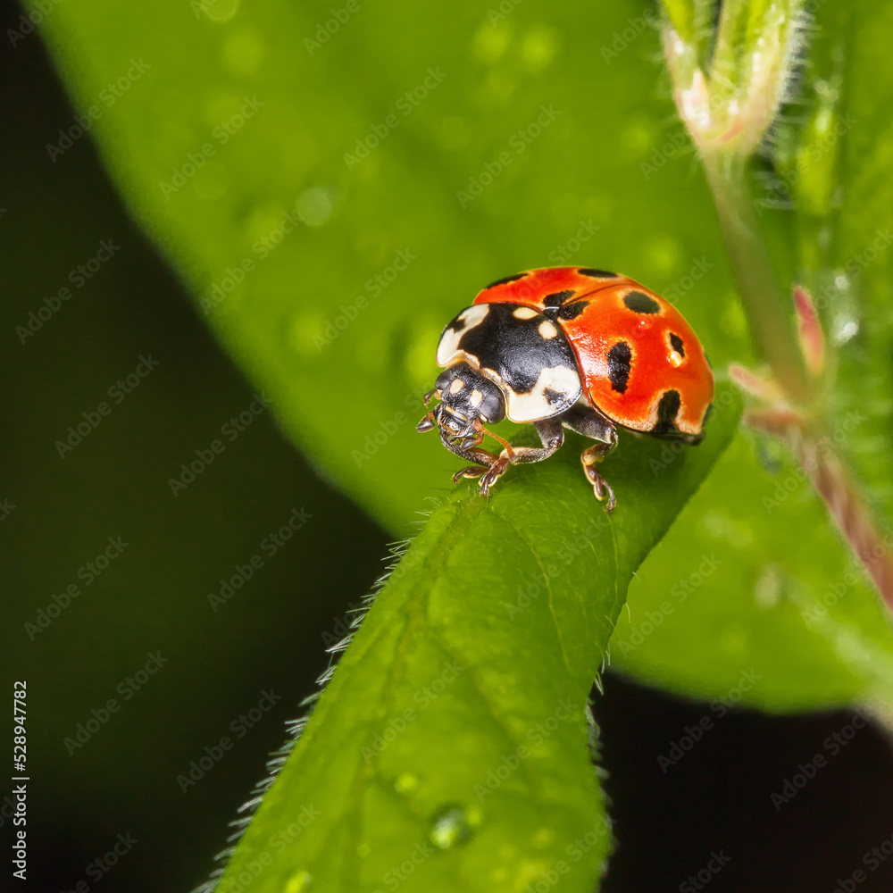 Ladybug on a leaf close-up Ladybug on a leaf close-up