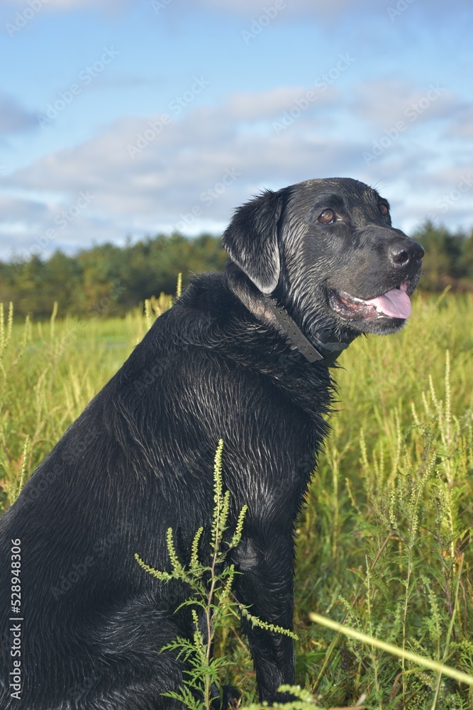 A black Lab waiting for the next retrieve A black Lab waiting for the next retrieve
