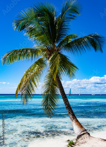Palm Tree on Ocean Beach