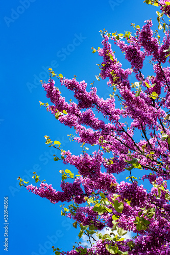 Purple Spring Blossom. Cercis Canadensis or Judas Tree