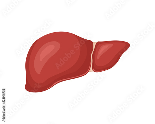 Human healthy liver isolated on white background. Cartoon flat illustration of internal organ. Anatomy icon. Digestive system.