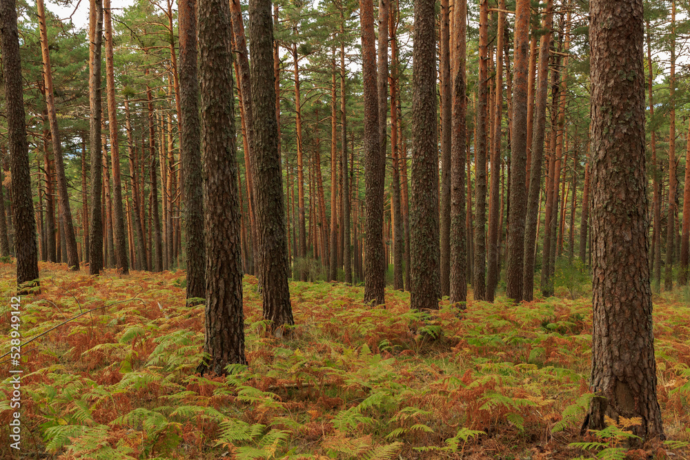 Trees in the autumn forest overgrown with ferns. Trees in the autumn forest overgrown with ferns.