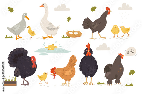 Set of Farm birds. Feathered animals backyard dwellers. Chicken, rooster, geese, ducks, turkeys and eggs. Agriculture and farming. Cartoon flat vector collection isolated on white background