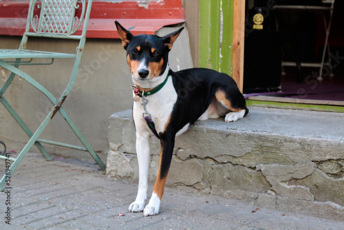 An adorable dog sitting in front of the entrance of a cafe. Selective focus © Anna