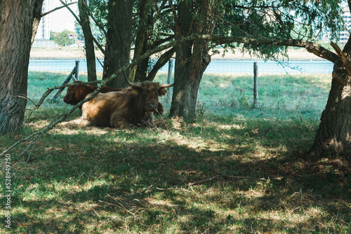 20220903.World harbour days Rotterdam.Cows. photo