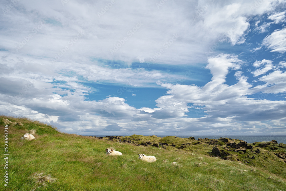 Island - Schafe auf der Halbinsel Snæfellsnes