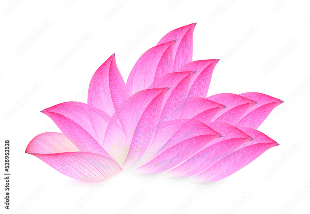 lotus isolated on white background. lotus isolated on white background.