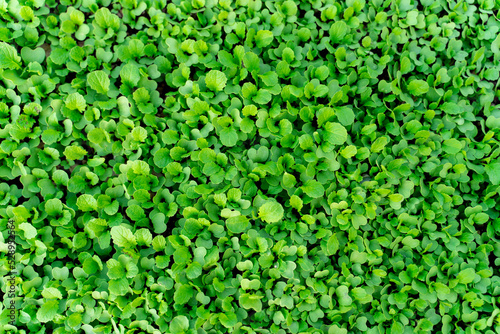 Mustard sprouts Vegetable background macro texture Photo of good quality