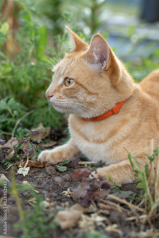 Cat in the Green Grass in Summer. Beautiful red cat with yellow eyes among the green grass. Red cat in nature.