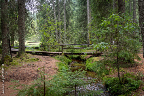 Dark bog forest with reflections in the dark water with ferns