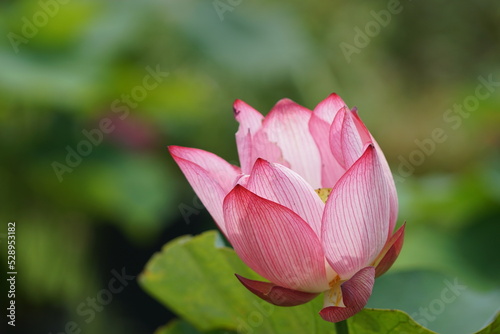             pink lotus flower