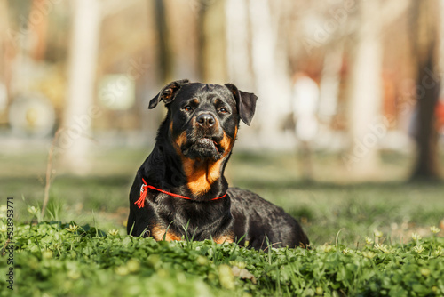 Beautiful Rottweiler dog on the green grass