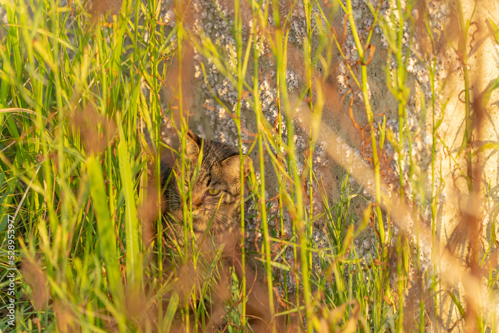 Obraz premium 草むらの中から周囲を警戒する野良猫
