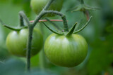 Green tomato in the garden, agriculture and cultivation concept.