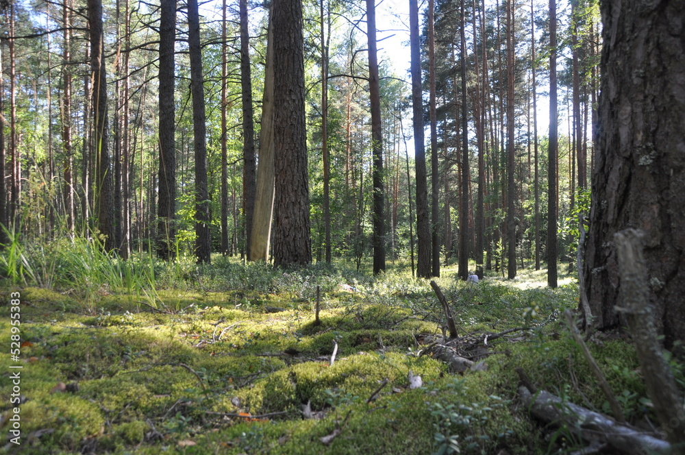 forest trees pines blue sky summer stay tree crown green grass forest trees pines blue sky summer stay tree crown green grass