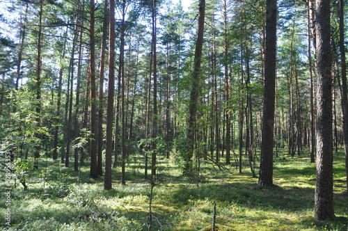 Fototapeta Naklejka Na Ścianę i Meble -  forest trees pines blue sky summer stay tree crown green grass