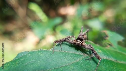 Closeup of Portia spider on green leaf photo