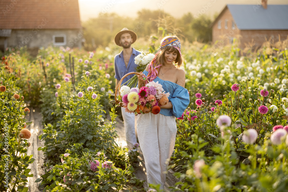 Man and a woman pick up dahlia flowers while working at rural flower farm with farmhouse on background during sunset. Young farmers having small business of growing dahlias in summer garden Man and a woman pick up dahlia flowers while working at rural flower farm with farmhouse on background during sunset. Young farmers having small business of growing dahlias in summer garden