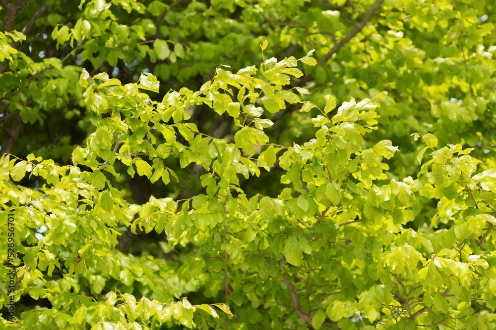 Trees with green foliage form a dense forest. Beech trees in the park. Full screen photo. Selective focus. Trees with green foliage form a dense forest. Beech trees in the park. Full screen photo. Selective focus.