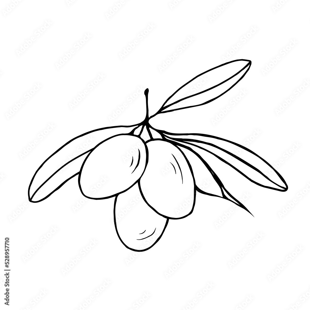 Olives with leaves isolated on a white background.Vector illustration in doodle style. Olives with leaves isolated on a white background.Vector illustration in doodle style.