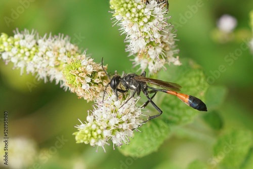 Closeup on the red-banded sand wasp, Ammophila sabulosa on a white mint flower photo