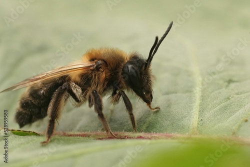 Closeup on a fresh emerged female Chocolate mining bee, Andrena scotica photo