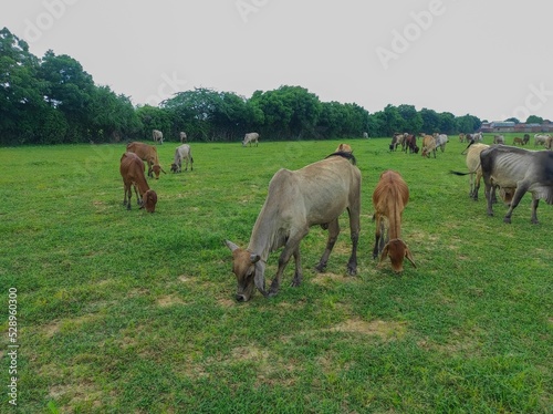 Cow grazing in a village farm in India Gujarat Ahemdabad Viramgam Zezra photo