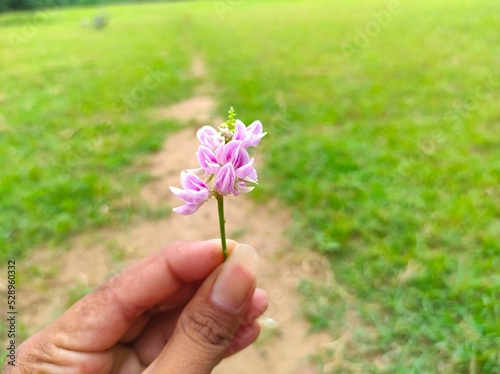 Rati Ratti Gunja Gunchi Chirmati Abrus Precatorius Abrus Indian Licorice Root Crads Eye Flowers photo