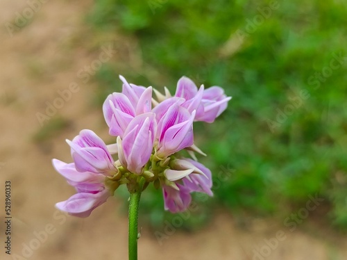 Rati Ratti Gunja Gunchi Chirmati Abrus Precatorius Abrus Indian Licorice Root Crads Eye Flowers photo