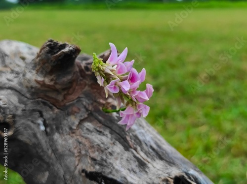Rati Ratti Gunja Gunchi Chirmati Abrus Precatorius Abrus Indian Licorice Root Crads Eye Flowers photo