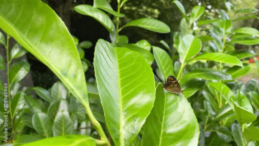 Speckled Wood Butterfly (Pararge aegeria) perched on green leaf in Zurich, Switzerland Speckled Wood Butterfly (Pararge aegeria) perched on green leaf in Zurich, Switzerland