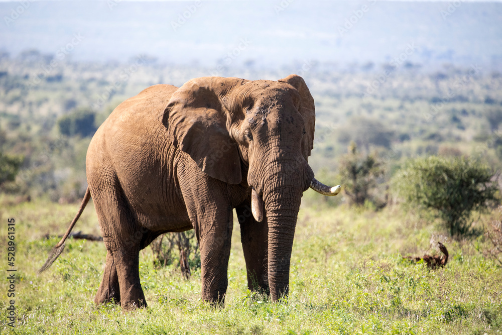 Obraz premium Big specimen of an adult male African elephant in the dense African savannah of South Africa, with a huge trunk and big ivory tusks.