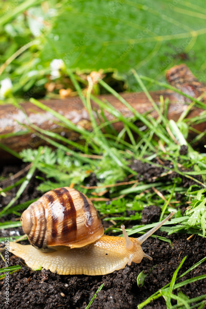 The beautiful garden snail Helix pomatia crawls on the ground in the grass. The beautiful garden snail Helix pomatia crawls on the ground in the grass.